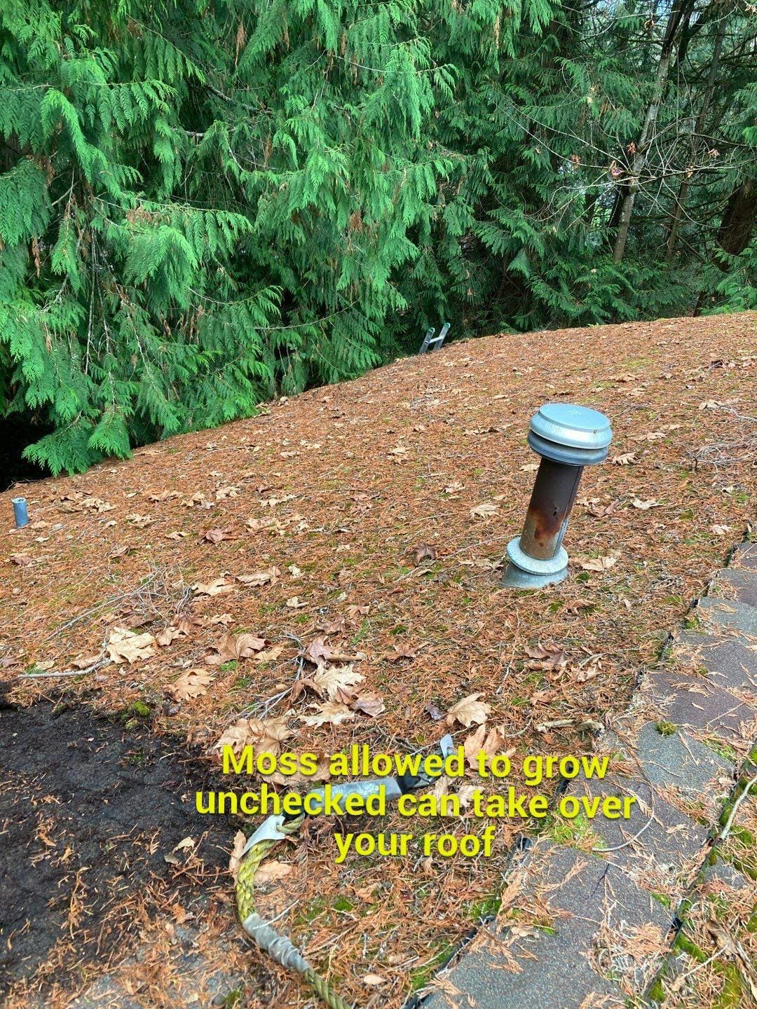 Moss taking over a roof